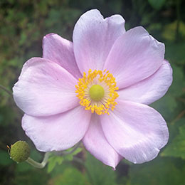 Anemone hupehensis